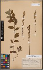 Salix appendiculata Vill. x Salix helvetica Vill.